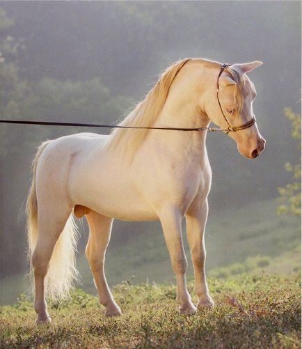 Американська мініатюрна коня (24 фото)
