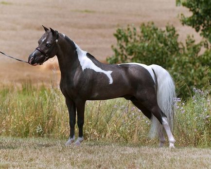 Американська мініатюрна коня (24 фото)
