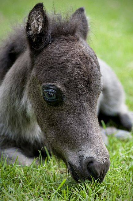 American Miniature Horse (24 fotografii)