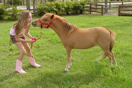 American Miniature Horse (24 fotografii)