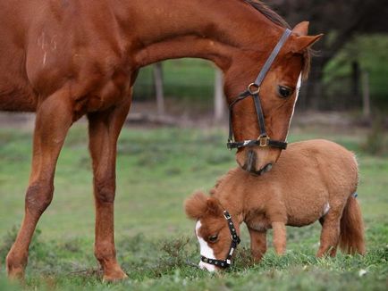 American Miniature Horse (24 fotografii)