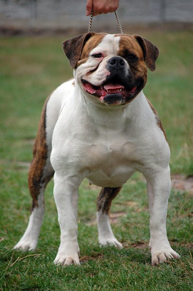 Amerikai bulldog vagy előtag (English (amerikai bulldog tenyészet) Amerikai bulldog vagy előtag (angol
