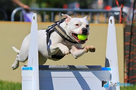 Descriere bulldog american a rasei de câini, prețul de pui