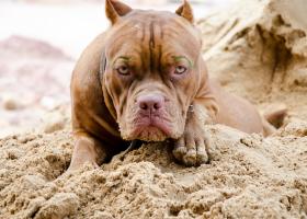 Американський бульдог опис породи собак, ціна цуценят