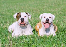 Descriere bulldog american a rasei de câini, prețul de pui