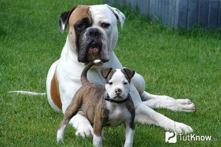Descriere bulldog american a rasei de câini, prețul de pui