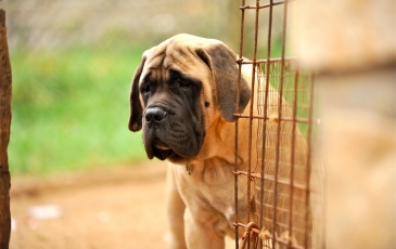 Descriere mastiff engleză, descrierea rasei, descriere și recenzii ale proprietarilor