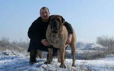 Descriere mastiff engleză, descrierea rasei, descriere și recenzii ale proprietarilor