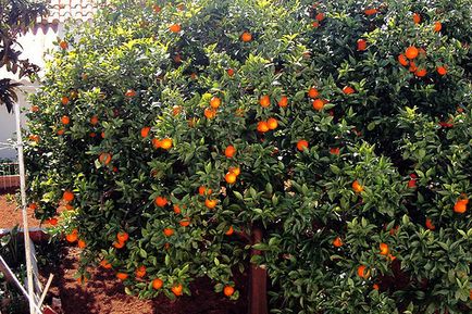 Апельсинове дерево