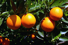 Arborele portocaliu