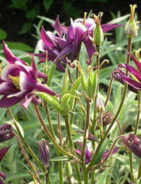 APK - Vitus - aquilegia vagy harangláb