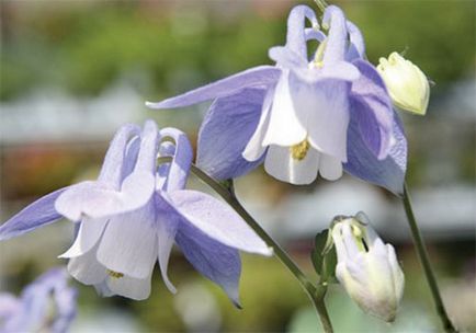 APK - Vitus - aquilegia vagy harangláb