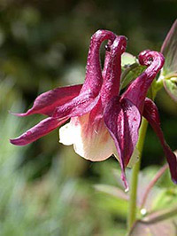 APK - Vitus - aquilegia vagy harangláb