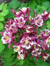 APK - Vitus - aquilegia vagy harangláb