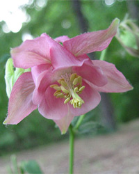 APK - Vitus - aquilegia vagy harangláb