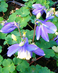 APK - Vitus - aquilegia vagy harangláb