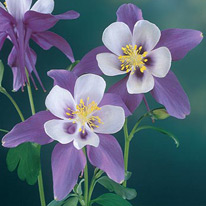 APK - Vitus - aquilegia vagy harangláb