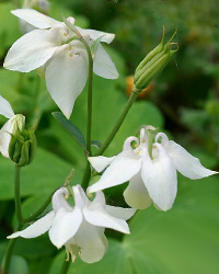 APK - Vitus - aquilegia vagy harangláb