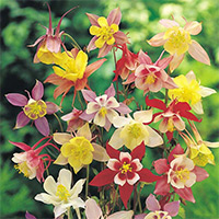 APK - Vitus - aquilegia vagy harangláb