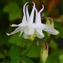 APK - Vitus - aquilegia vagy harangláb