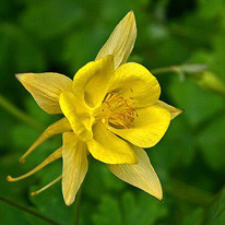 APK - Vitus - aquilegia vagy harangláb