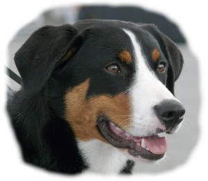 Câine de munte Appenzeller (câine de munte Appenzel) - fotografie, caracter, descrierea rasei