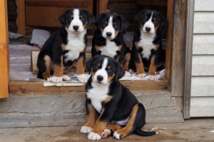 Appenzeller Sennenhund (mountain dog appentselskaya) - fotók, karakter, fajta leírás (Appenzeller Sennenhund) Appenzeller Sennenhund (mountain dog appentselskaya) - fotók, karakter, fajta leírás