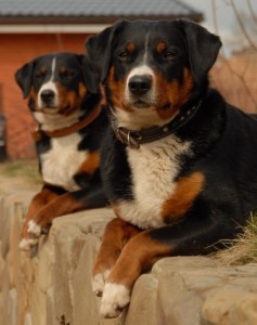 Аппенцеллер зенненхунд (аппенцельская гірська собака) - фото, характер, опис породи