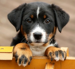 Câine de munte Appenzeller (câine de munte Appenzel) - fotografie, caracter, descrierea rasei