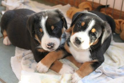 Appenzeller sennenhund mare revizuire a rasei