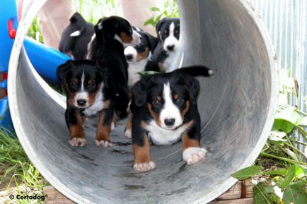 Appenzeller sennenhund mare revizuire a rasei