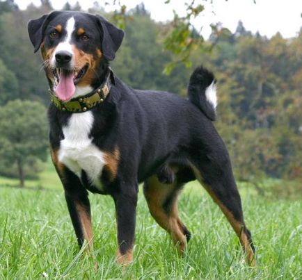 Appenzeller Mountain Dog fajta nagy felülvizsgálata