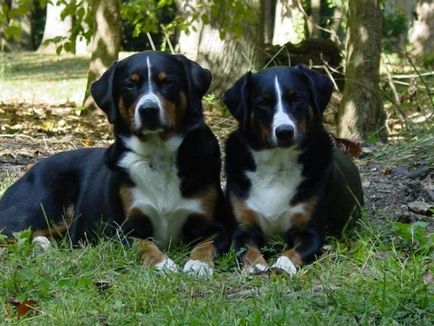 Appenzeller sennenhund mare revizuire a rasei