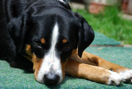 Appenzeller sennenhund mare revizuire a rasei