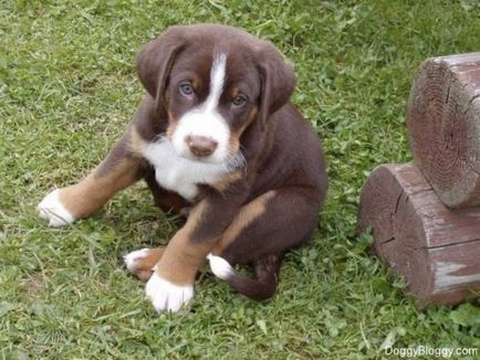 Appenzeller sennenhund mare revizuire a rasei