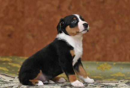 Appenzeller sennenhund mare revizuire a rasei