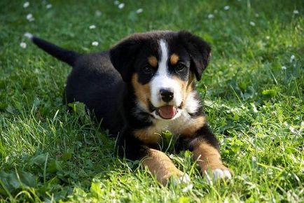 Appenzeller sennenhund mare revizuire a rasei