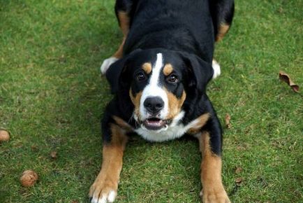 Appenzeller sennenhund mare revizuire a rasei