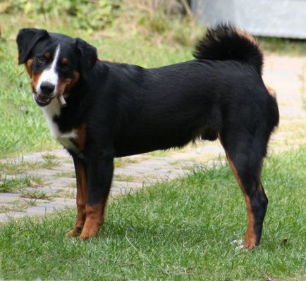 Appenzeller Mountain Dog fajta nagy felülvizsgálata