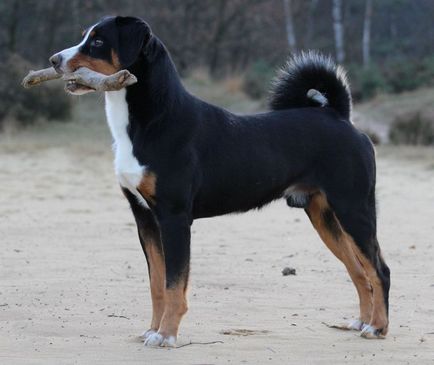 Appenzeller sennenhund fotografie, descrierea rasei, natura, video