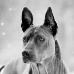 Appenzeller sennenhund fotografie, descrierea rasei, natura, video