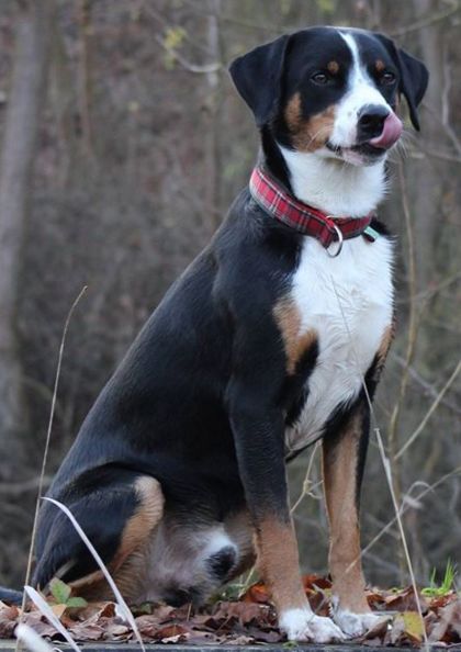 Appenzeller sennenhund fotografie, descrierea rasei, natura, video