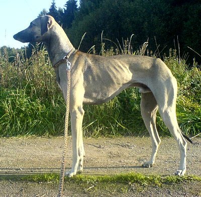 Caini arabi, rase de caini, animale si rase