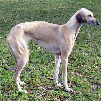 Arabian greyhound greyhound (servigi) fotografie de câini, caracterul de dolt, descrierea rasei greyhound arabă