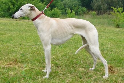 Arabian greyhound greyhound (servigi) fotografie de câini, caracterul de dolt, descrierea rasei greyhound arabă