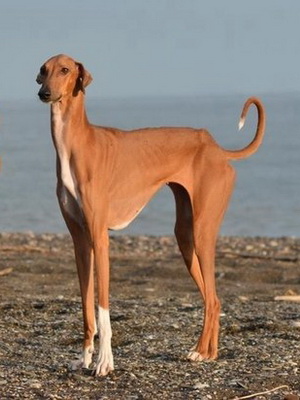 Арабська хорт слюги (слуггі) фото собак, характер слюги, опис породи арабська хорт