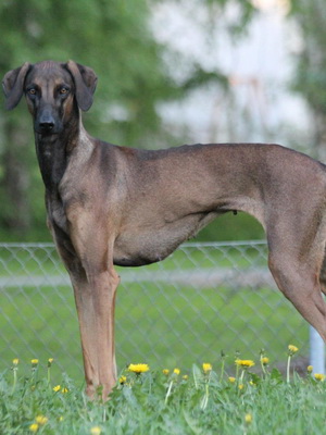 Arabian greyhound greyhound (servigi) fotografie de câini, caracterul de dolt, descrierea rasei greyhound arabă