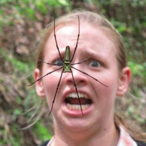 Arachnophobia - teama de păianjeni simptome, tratament, cauze