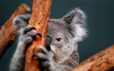 Австралійські коали можуть зникнути