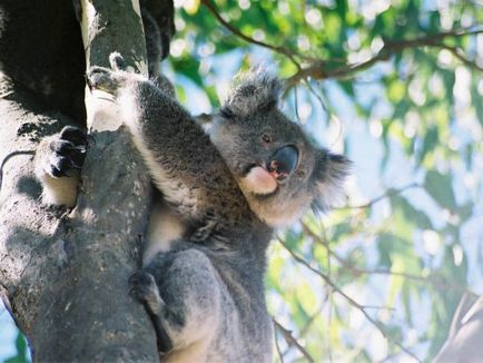 Australian koalas pe punctul de a dispărea - știri despre animale, animale rare și animale mitice